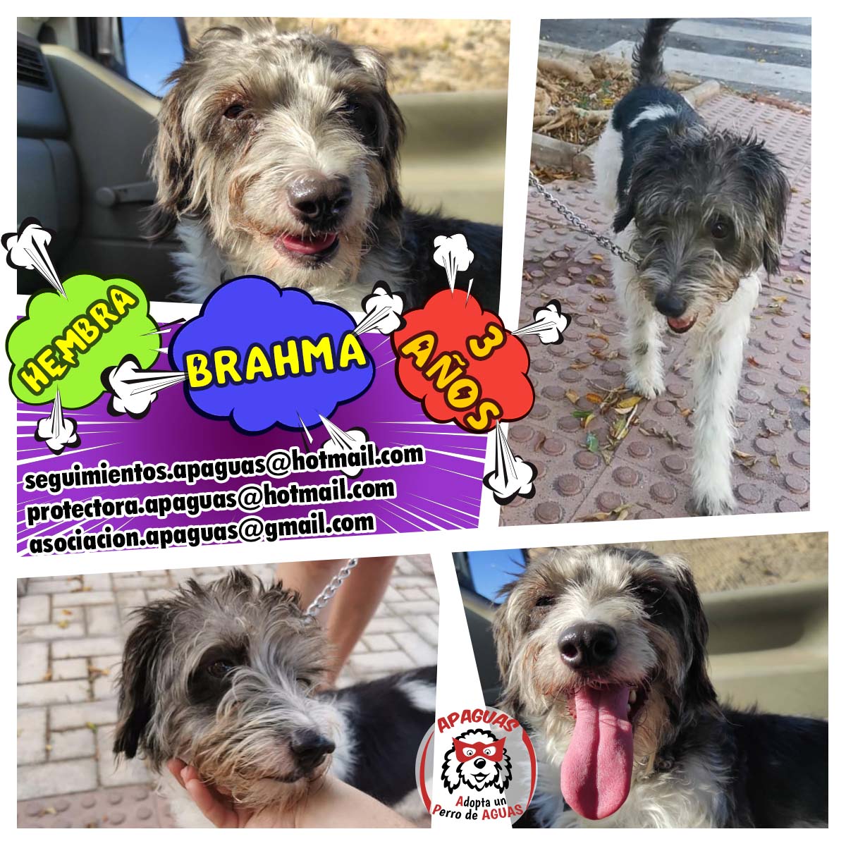 Brahma