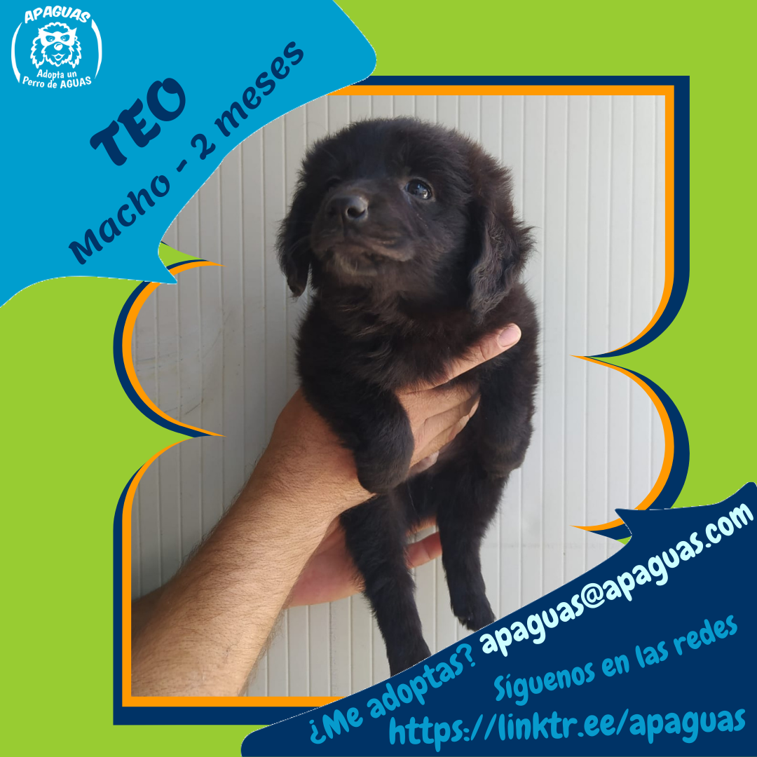 Teo