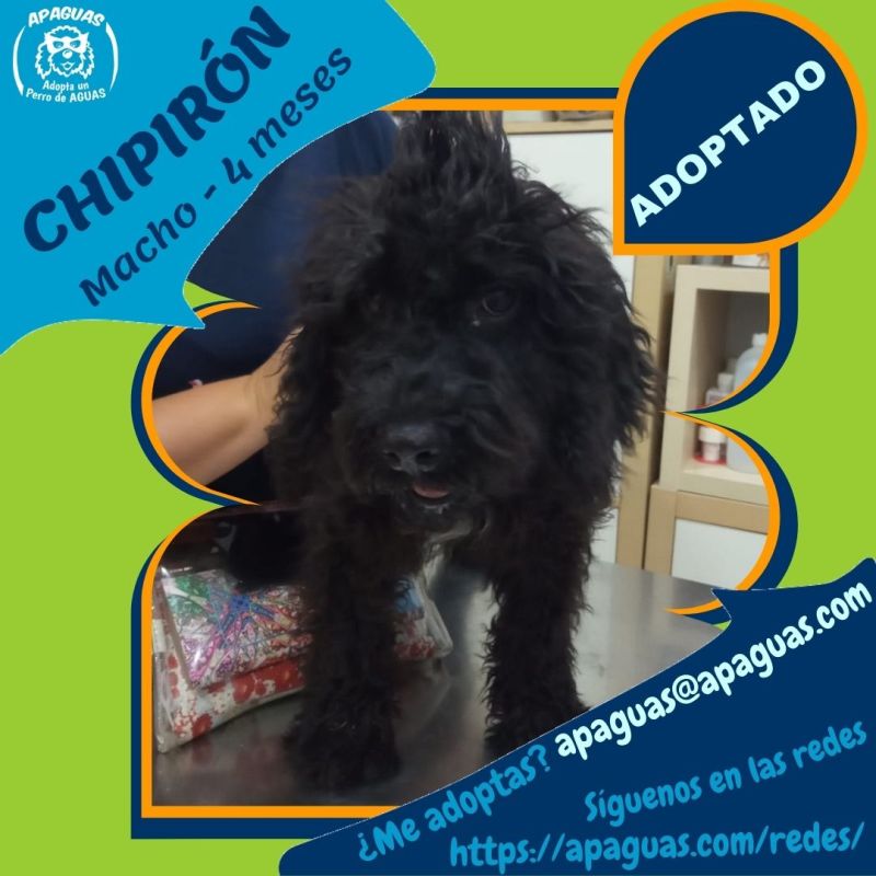 01 – CHIPIRON