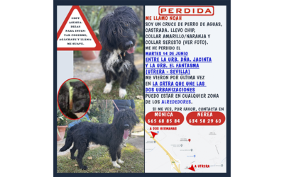 Atención Urgente – NOAH PERDIDA en Utrera (SEVILLA)