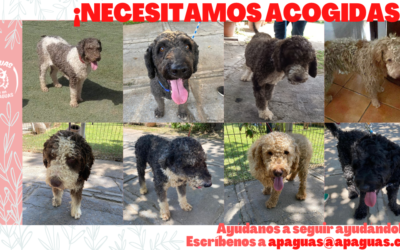 ⚠️¡¡NECESITAMOS ACOGIDAS URGENTES!!⚠️