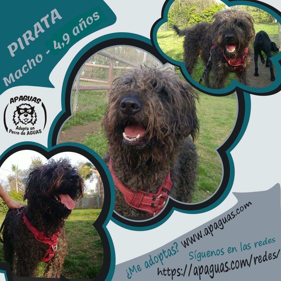 (4,9 años)J cartel PIRATA