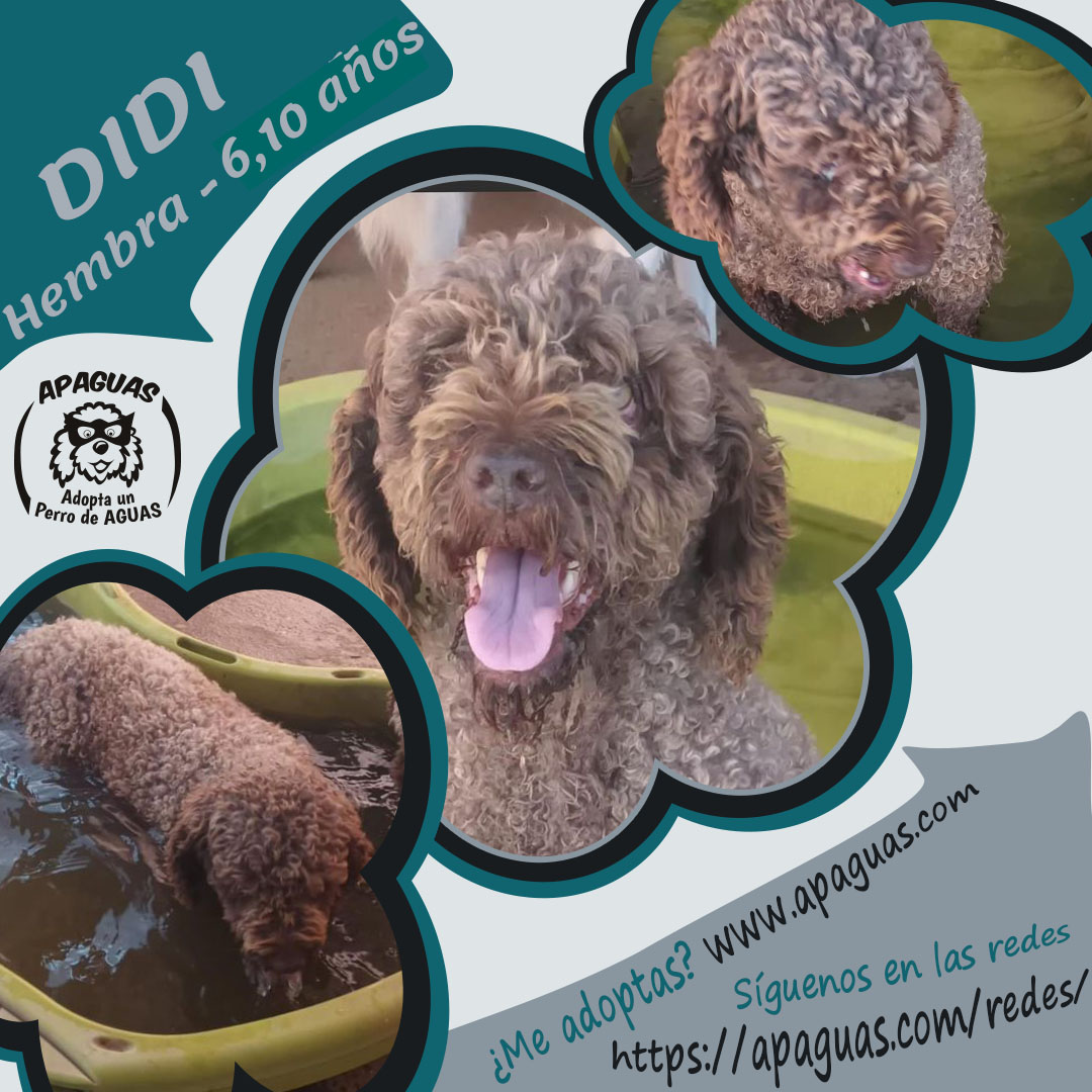 (6,10 años) Cartel DIDI