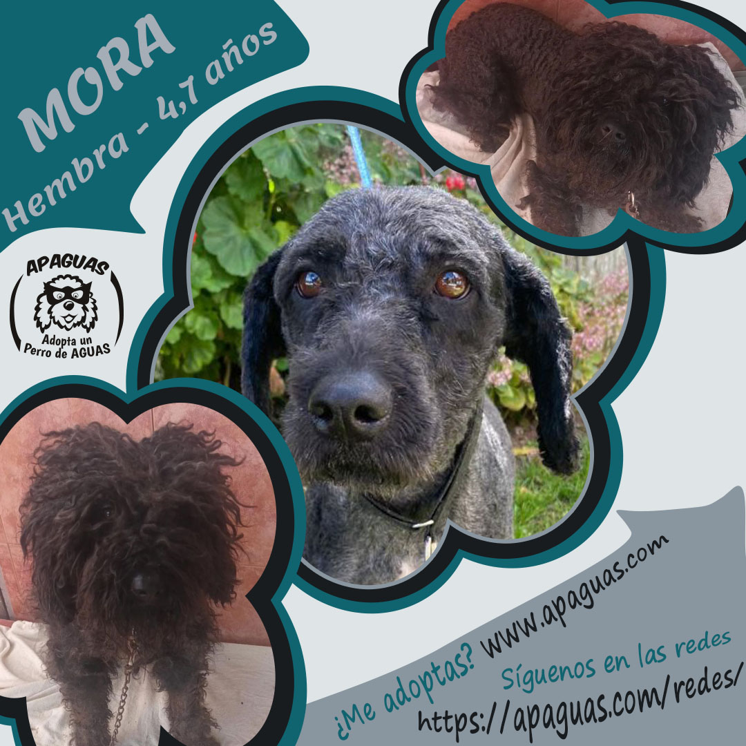 jCartel MORA