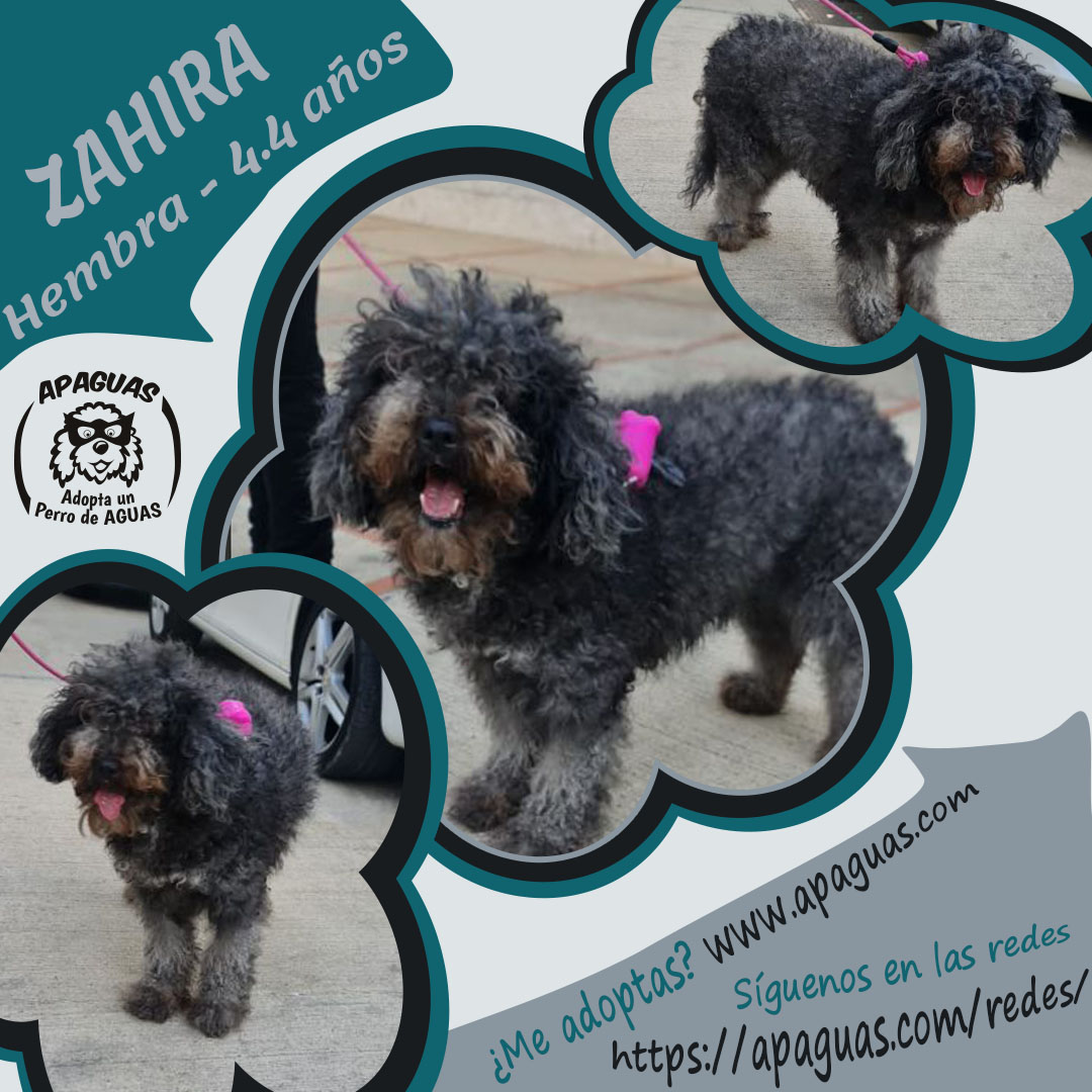 j Cartel ZAHIRA