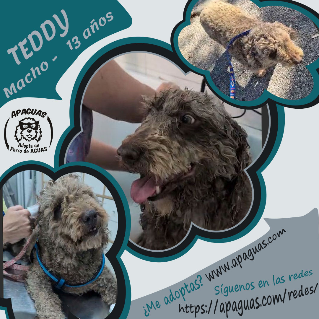 jCartel TEDDY