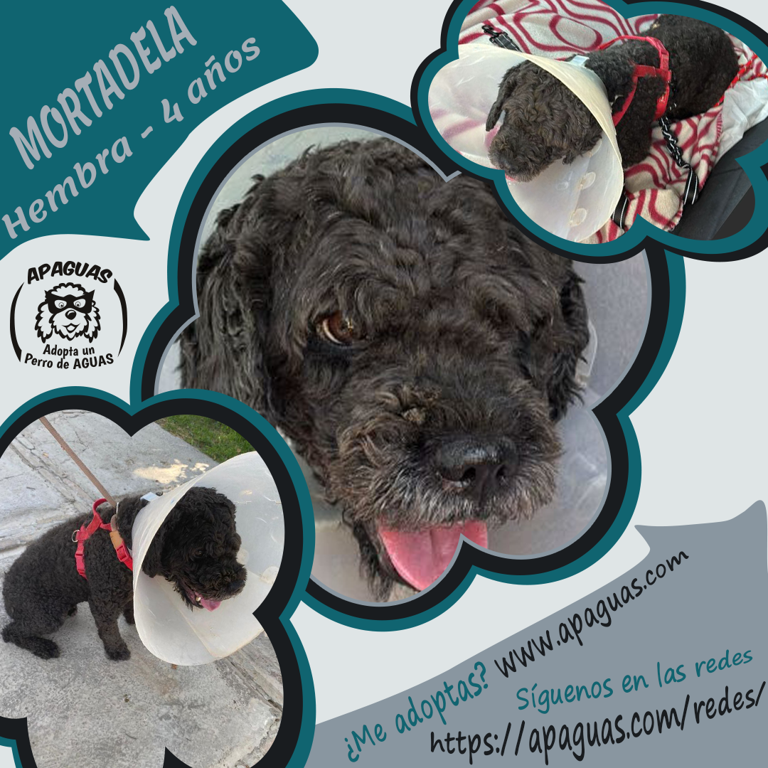 Cartel MoRTADELA
